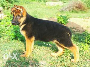Pure breed angular shape jerman Shepard puppy for