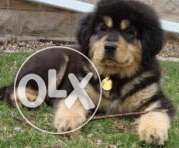 Pure new bon Tibetan mastiff puppy male and female sell in