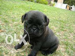 Quality pug black Puppy available in City near by you