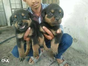 ROTTWEILER Champion line all top breeds available