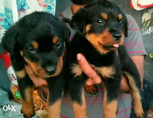 ROTTWEILER available male  female  all