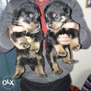 ROTTWEILER powerful Puppies available at