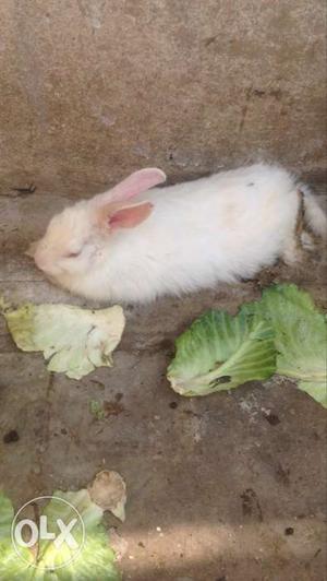 Rabbit for sale, Pure White male n female free delivery pair
