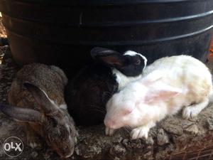 Rabbits: italian redeye whitefemale pregnant:grey
