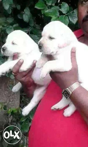Raipur':-- Terrible Active Breed's" All Puppeis