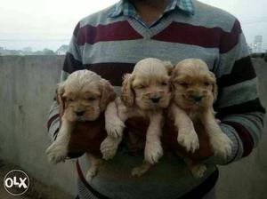Rajkot:-- Lap Breed's" All Puppeis Pets Deal