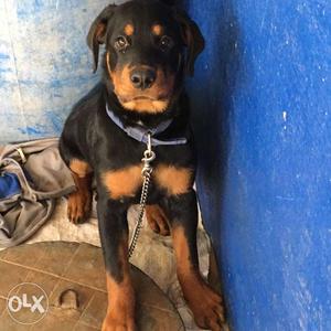 Rottweiler 3 months old female puppy for sale
