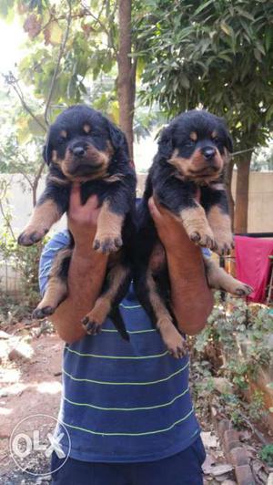 Rottweiler Heavy Size Puppies Available In