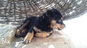 Rottweiler Male Puppy 1Month Old