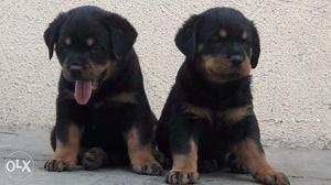 Rottweiler Puppies carrying High Pedigree available to