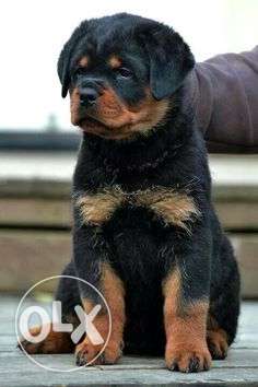 Rottweiler Pupps for SALE