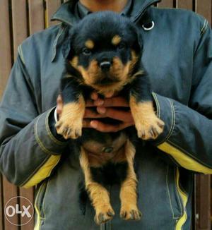 Rottweiler champion line show quality breeds all