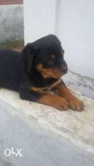 Rottweiler female 2 month old top quality