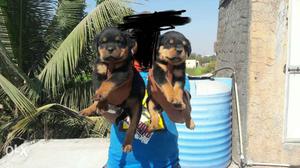 Rottweiler female puppies for sale in Pune