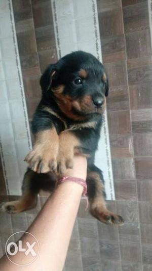 Rottweiler male and female puppies available all
