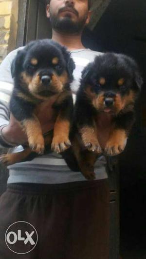 Rottweiler puppies champion line show quality all