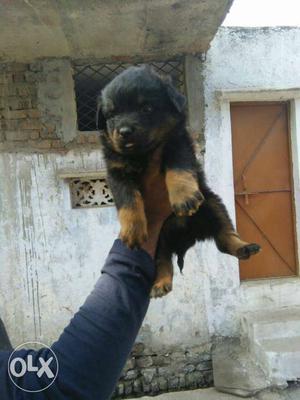 Rottweiler pup's available in amazing pet point