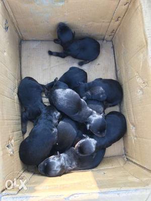 Rotwiller puppies for sale