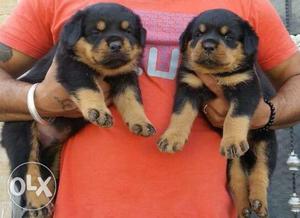 SAI RAM KENNEL = Rottweiler puppies to sell heavy bone age