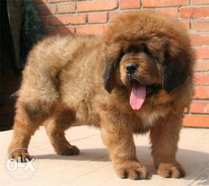 SATR KENNEL = Tibetan mastiff Male puppy, Good Quality good