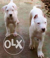 STAR KENNEL = Dogo Argentino top guard breed puppies