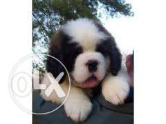 STAR KENNEL = St Bernard Puppies with papers
