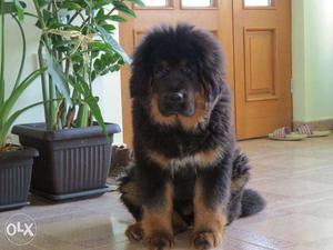 STAR KENNEL = we have Tibetan mastiff puppy for sell call me