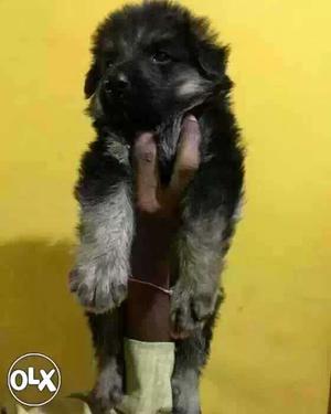 Sagar:-- Powerful Breed's" All Puppeis Pets Deal