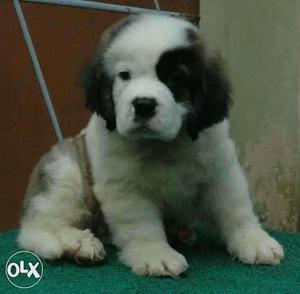 Saint Bernard puppies attractive personality and