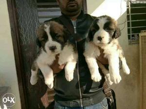 Saint Bernard puppies available male  female