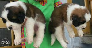 Saint bernard puppy for sell heavy bone pure breed puppy
