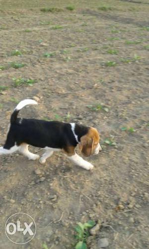 Sale my Beagle female 16 month Arjent near hitt