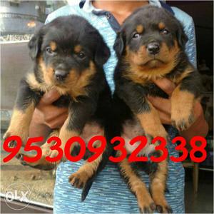 Shanu dog store available show quality roat