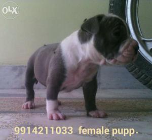 Show quality blue colour female 30 days for sel. Father