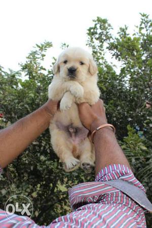 Show quality golden retriever Puppy with kci