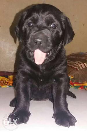 Show qulity lab puppy for sale