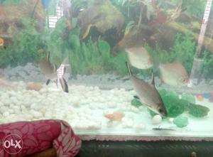 Silver shark pair for sale big size
