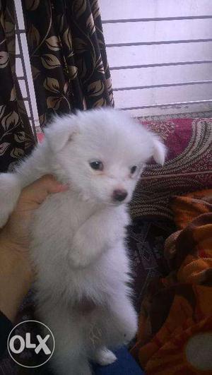 Small cute puppy for sale