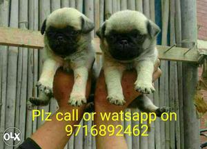 Small size puppies ** Pug ** and all types of