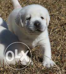So sweet labrador cream puppy with papers call us