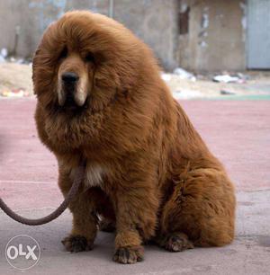 -Sons-kennel- new cute bonn Tibetan mastiff puppy sell