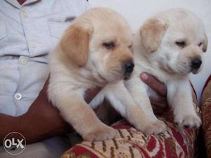 Stunning labrador male puppies available with breed