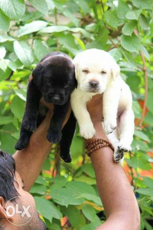Super quality Black And Golden Labrador Retriever Pups