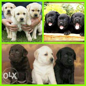 Superb Quality Labrador pups for sell in Lucknow.