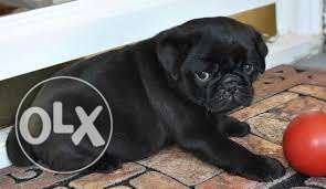 Superb Quality Pure and healthy pug black (female) pups for