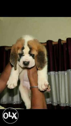 Surat:-- Fearless Dog's" All Puppeis Pets Deal