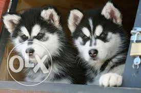 TESTIFY KENNEL Siberian husky blue eyes pups for sell