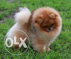 TOY POM toy Breed puppy active & healthy puppy now for sell