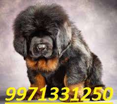 Tibetan Mastiff Breed Sell Call Testify Kennel