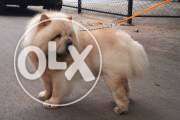 Top Quality outstanding Chow Chow puppy